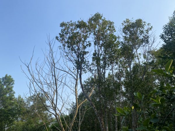 Giá Trầm Hương 2025: Bảng Giá Chi Tiết Và Các Tiêu Chí Định Giá Trầm