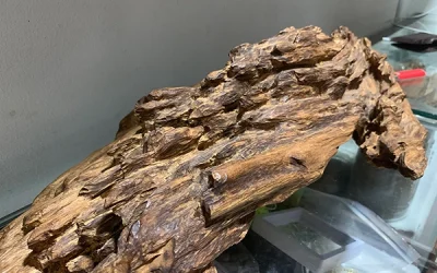 Giá trầm hương – Phân loại, đặc điểm và bảng giá thị trường