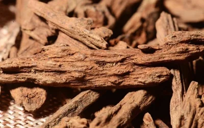 Trầm Hương Rục cách nhận biết, ứng dụng và giá trị thực