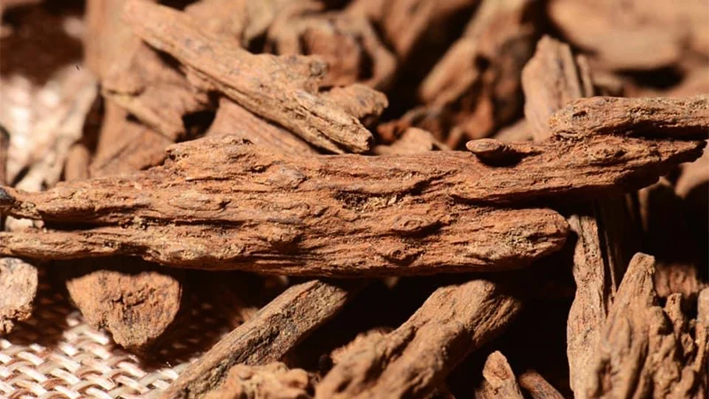 Trầm Hương Rục cách nhận biết, ứng dụng và giá trị thực